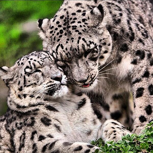 Mother and cub sharing a moment.