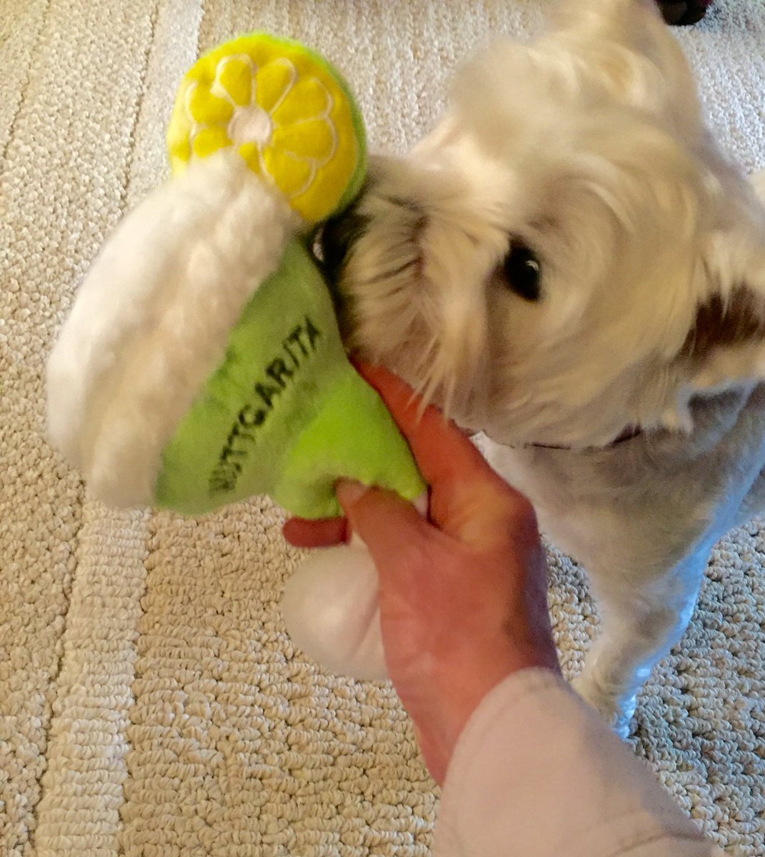 WestieBiscuit's tweet photo. 😜 Look! A margarita squeakie, thank you Winston, I love it! 🍹🌴 with mango salt 😆👍🏼 @BraveWinston #zshq https://t.co/f8wK8AqYh1