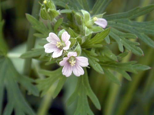 ひぞっこ No Twitter とと姉ちゃん ゲラニウム カロリニアヌム 学名 Geranium Carolinianum 日本では アメリカ フウロ と呼ばれているフウロソウ科フウロソウ属の雑草 北米原産で カロリニアヌムには カロライナ州の という意味がある