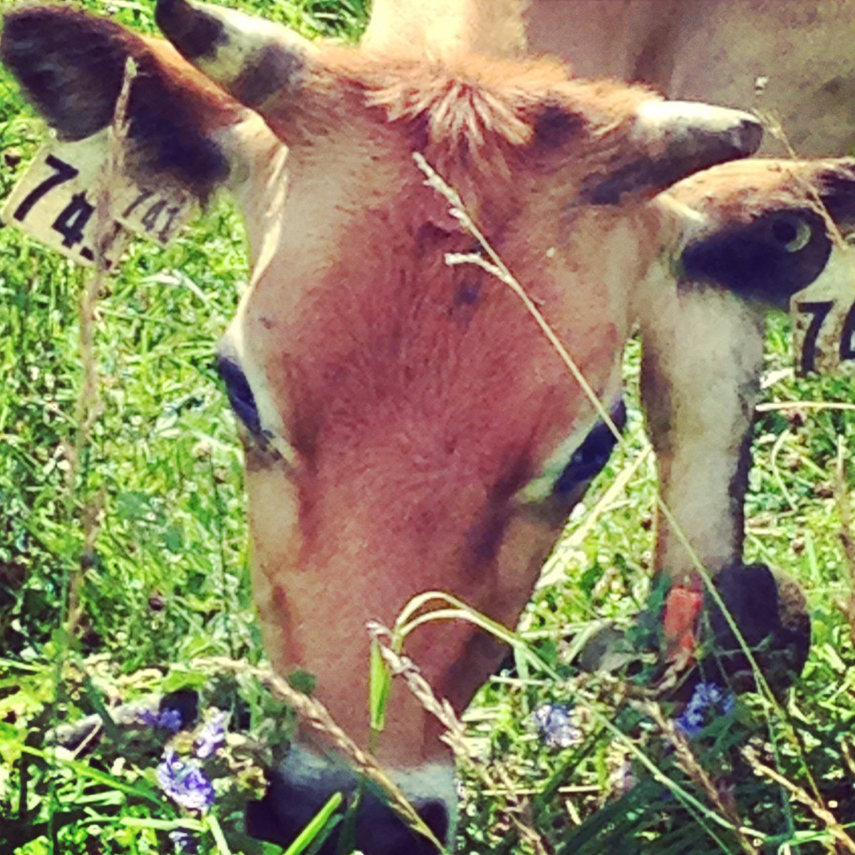 Consumers+15 farmer groups say #stopGMalfalfa Don't want it, can't control it! Who is liable? <a href="/L_MacAulay/">Lawrence MacAulay</a> #cdnpoli