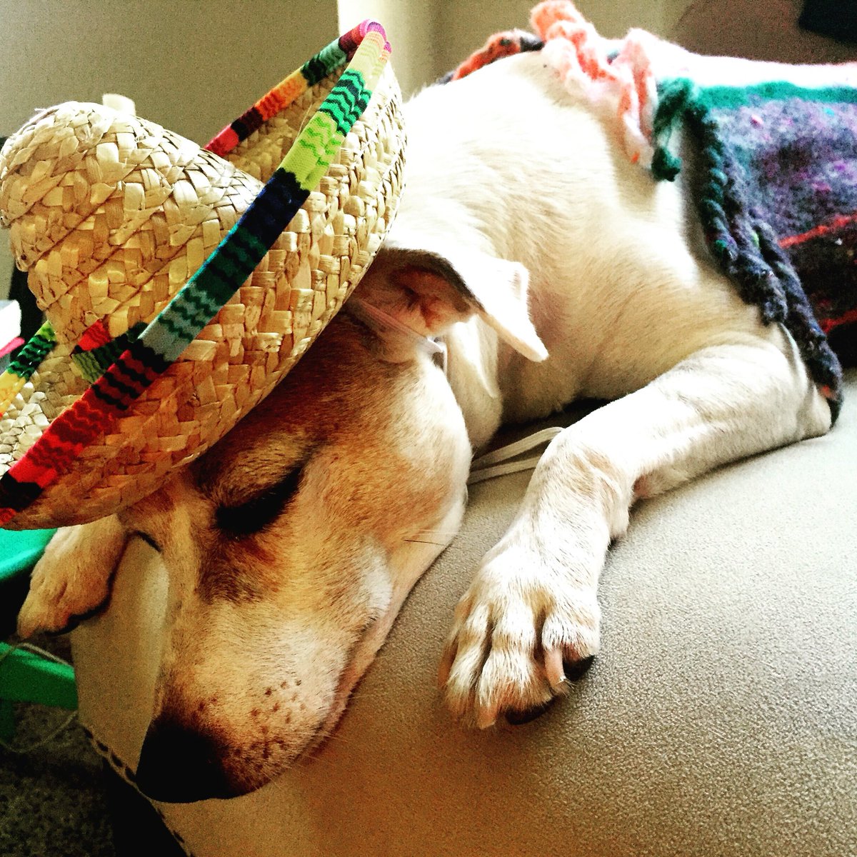 FOX23SaraWhaley's tweet photo. Better late than never. Happy #cincodemayo now time for a #siesta #addymae #dogsoftwitter https://t.co/Gwga6OGGku