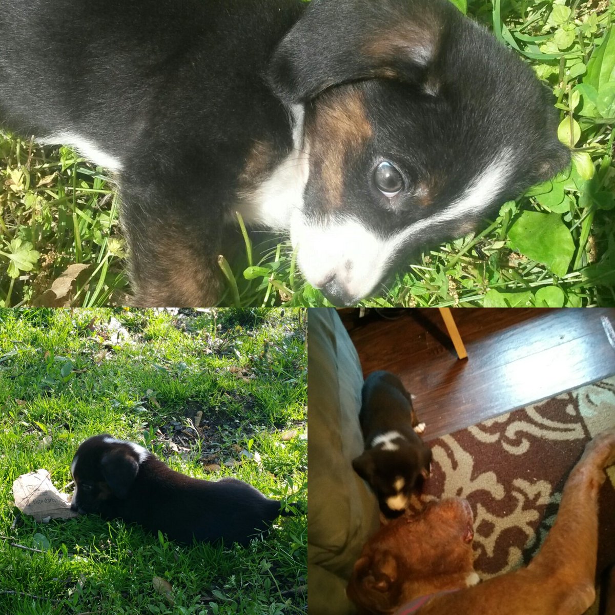 chiteabio's tweet photo. #puppylovin https://t.co/Z1TmaDUrWd