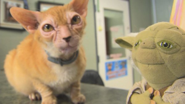 スターウォーズ の ヨーダ そっくりさんの 猫 が発見 Sputnik 日本 Scoopnest
