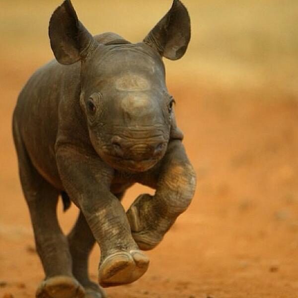 AnimalJungle's tweet photo. Baby Rhino enjoying a run. https://t.co/rj5IZELo3M