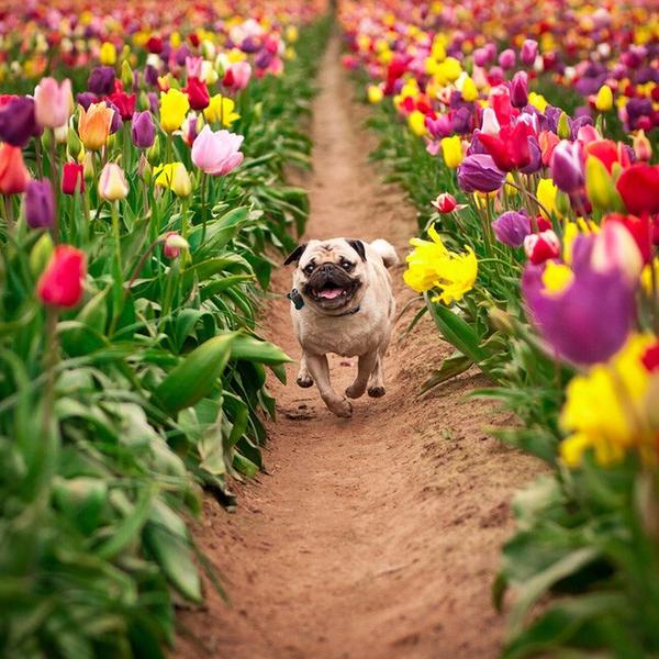 TrendyCreatures's tweet image. Running through the fields of flowers