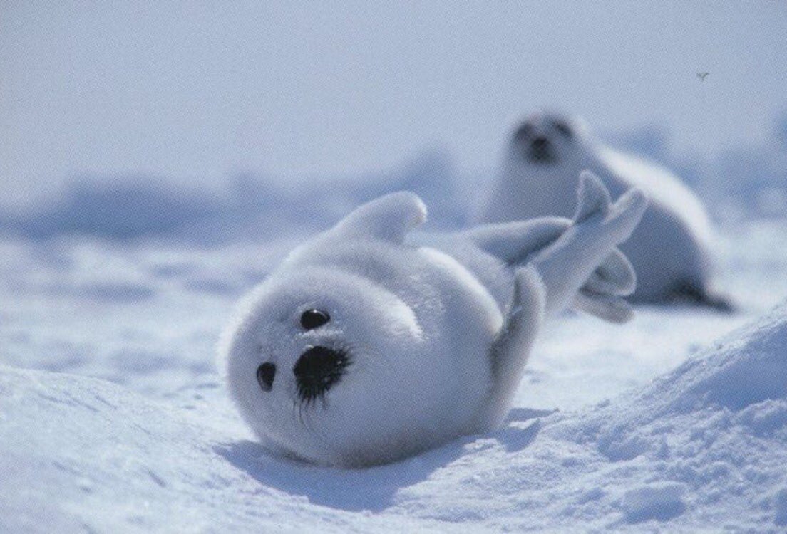 ChefsForSeals's tweet photo. Fingers, toes + flippers crossed that some day soon seals can live into old age w/out threat from hunters. https://t.co/ZZhyKikMlV