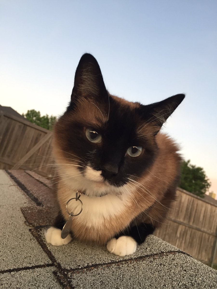 BipolarSiamese's tweet photo. Hanging out in the backyard planning the death of many. https://t.co/R3V73shzq7