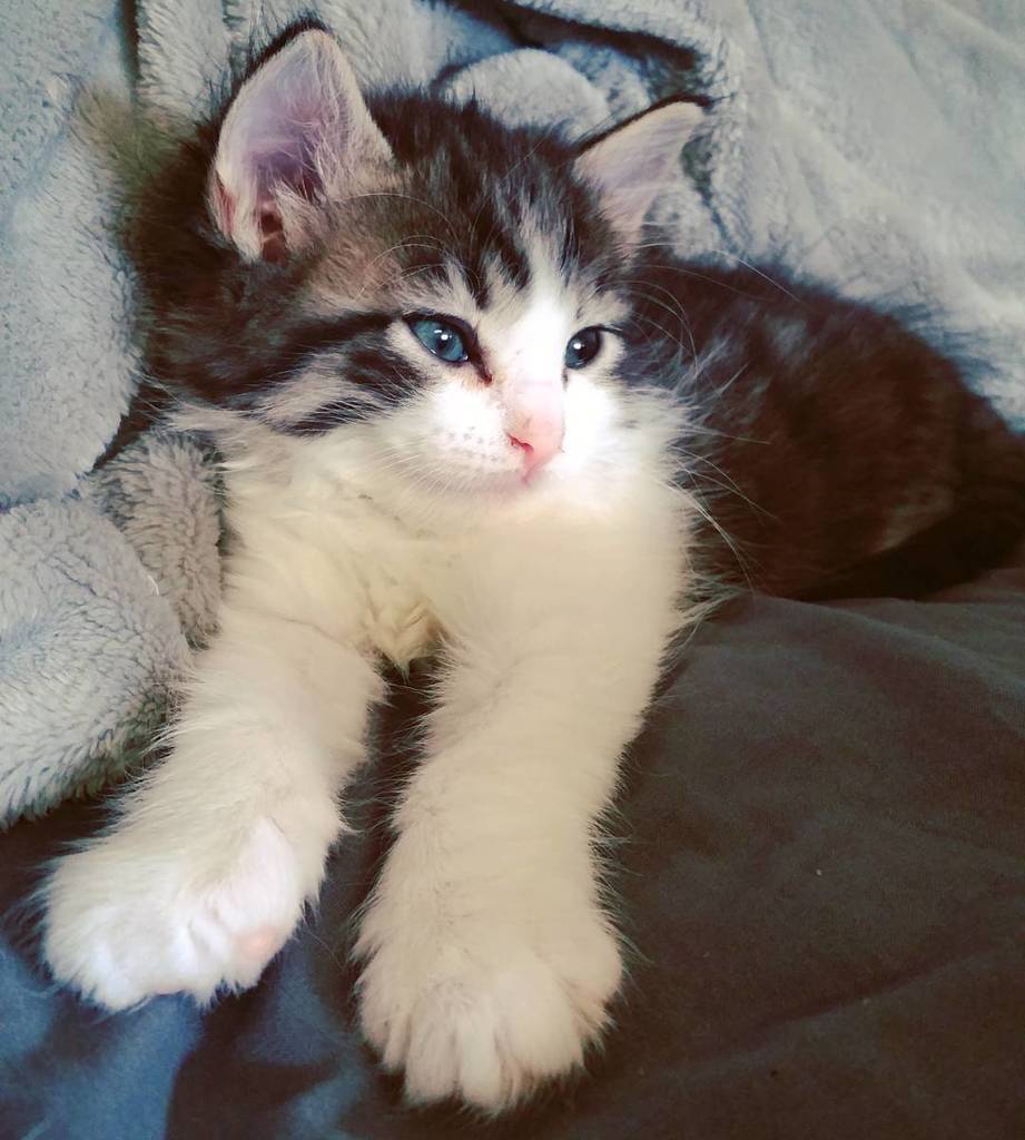 circlingsquare's tweet photo. Baby girl being perfect! #kittensofinstagram #kitten #catsofchaos #catstagram #instakitty #instacat by catsofchaos https://t.co/dGGun1igR9