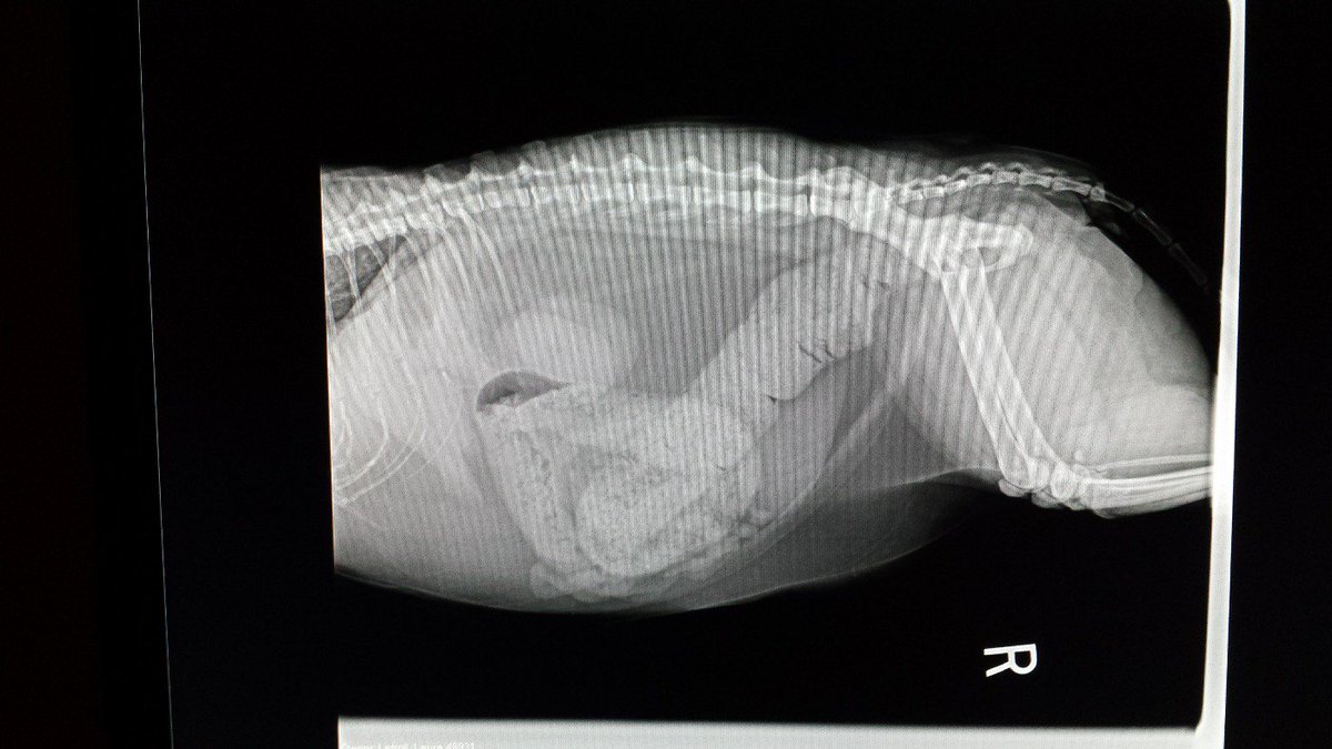 How To Get A Cat With Megacolon To Eat How To Get A Cat With Megacolon To Eat