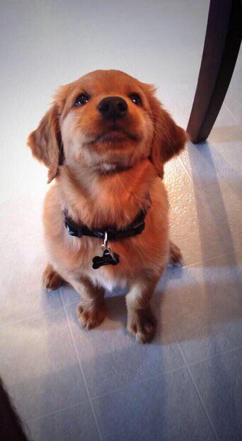 TrendyCreatures's tweet image. Aw those puppy dog eyes