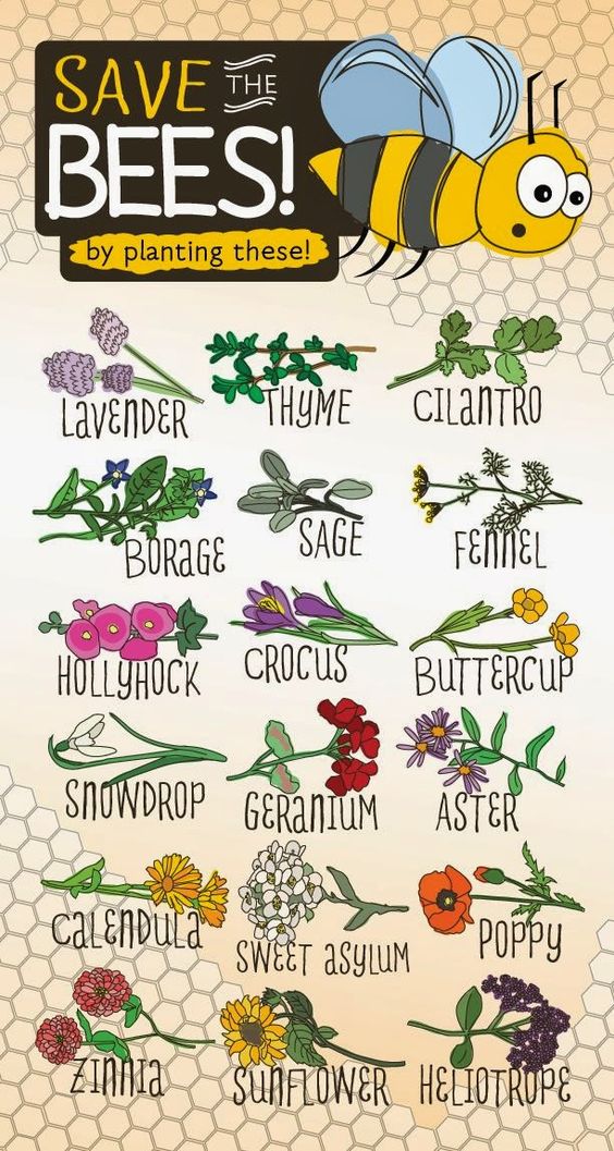 ApiHealthNZ's tweet image. Plant these -- save our bees! #APIHealth