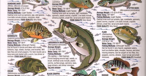 LureShield's tweet photo. Just Pinned to Locating Fish Info: Fish https://t.co/pZis0ARgS5 https://t.co/2afPJDwylK