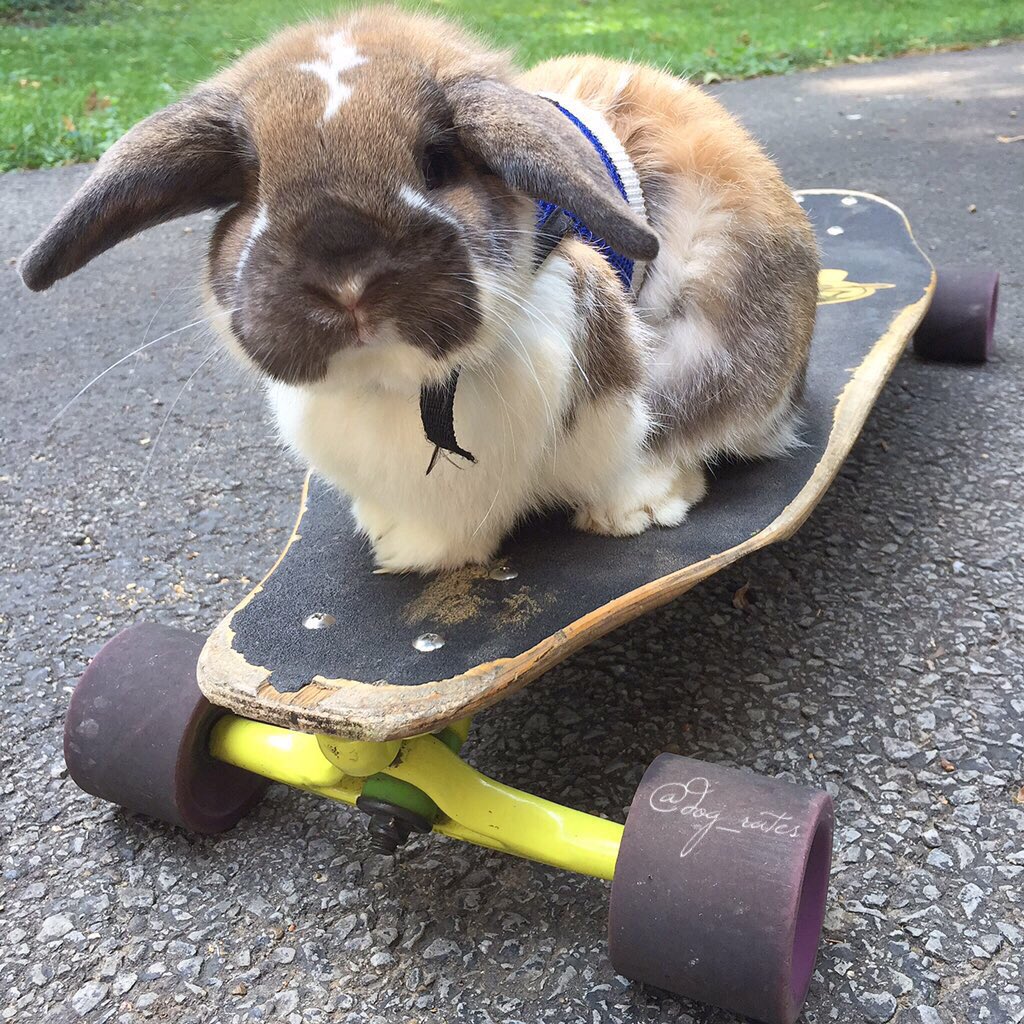 WeRateDogs tweet media