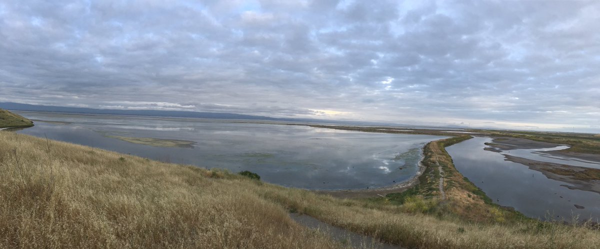 Run_SteveC's tweet image. 5 mile run along the San Francisco Bay