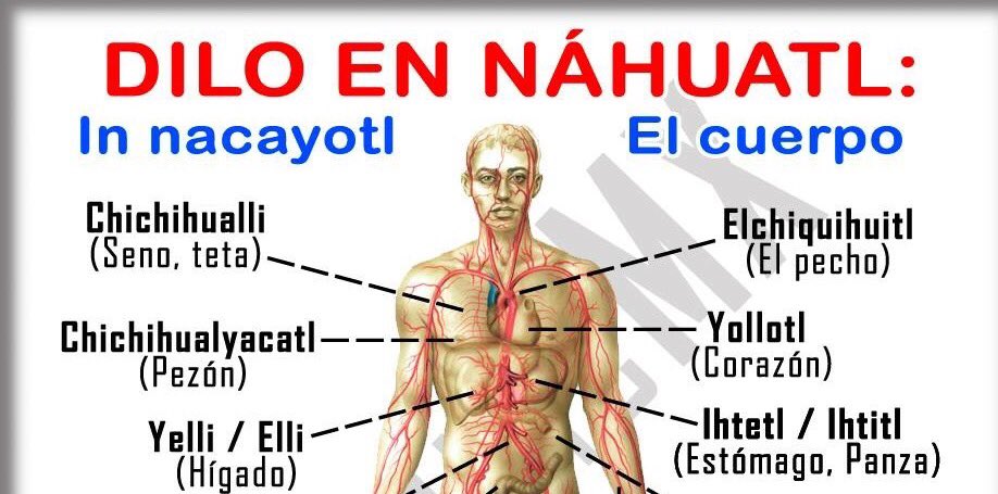 Diferentes partes del cuerpo en nahuatl. no dejemos en el olvido una de
