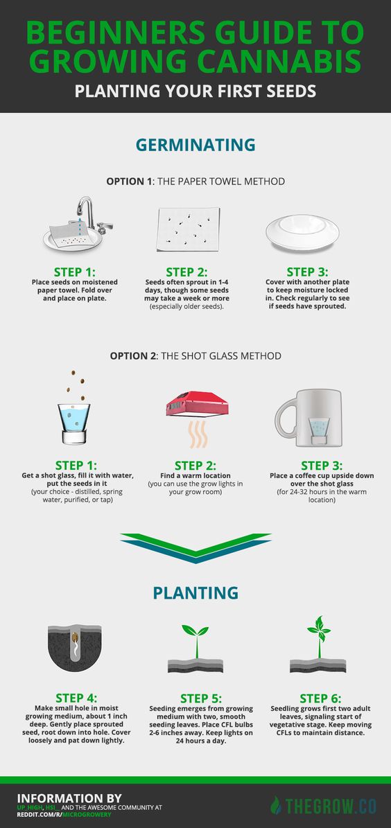 BigBearCannabis's tweet photo. Quick and easy to understand #infographic - Beginners Guide to Growing Cannabis https://t.co/OLsRihBVzq

#homegrown https://t.co/nyr1Qm4OL9