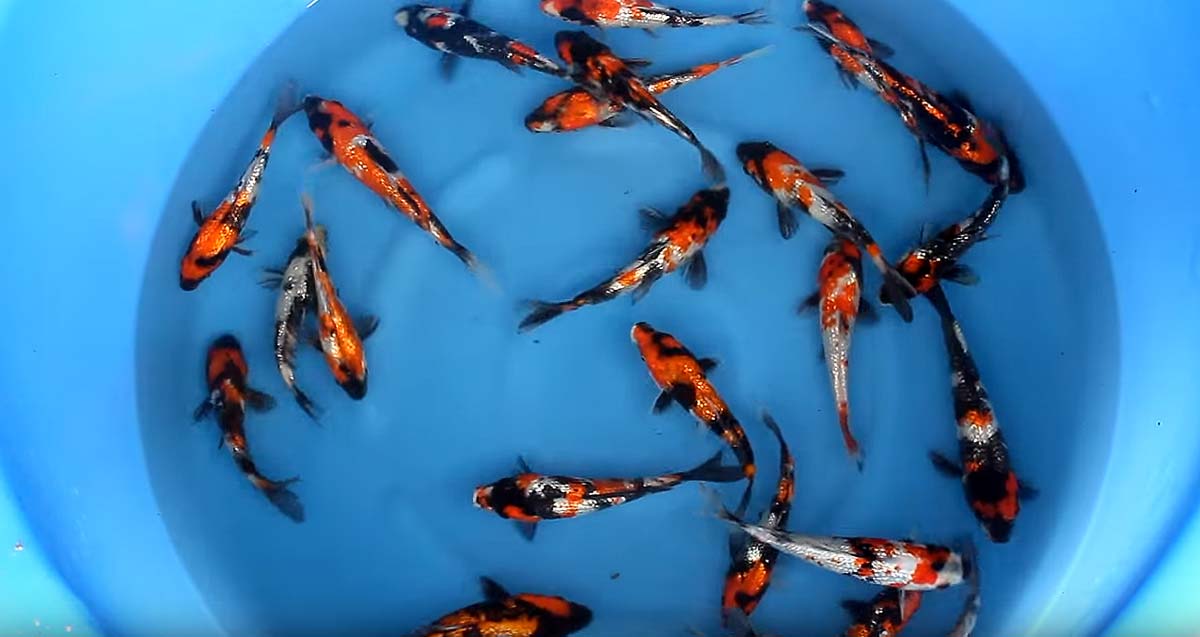 KoiPondExperts's tweet image. Our Japanese koi are through quarantine and available for sale! pondexperts.ca/fish-ponds/fis…