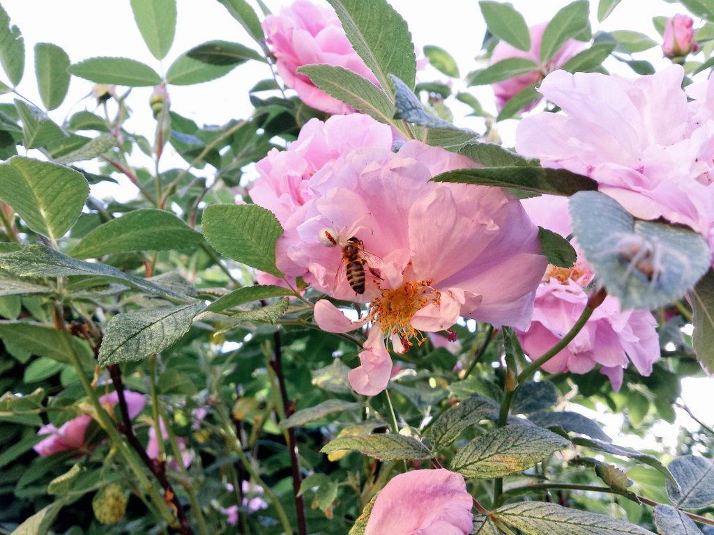 yunawinter's tweet image. the image of a spider carrying a dead bee to its shelter in the bloom of a garden rose