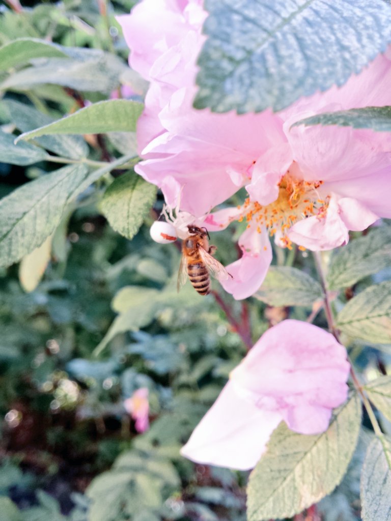 yunawinter's tweet image. the image of a spider carrying a dead bee to its shelter in the bloom of a garden rose