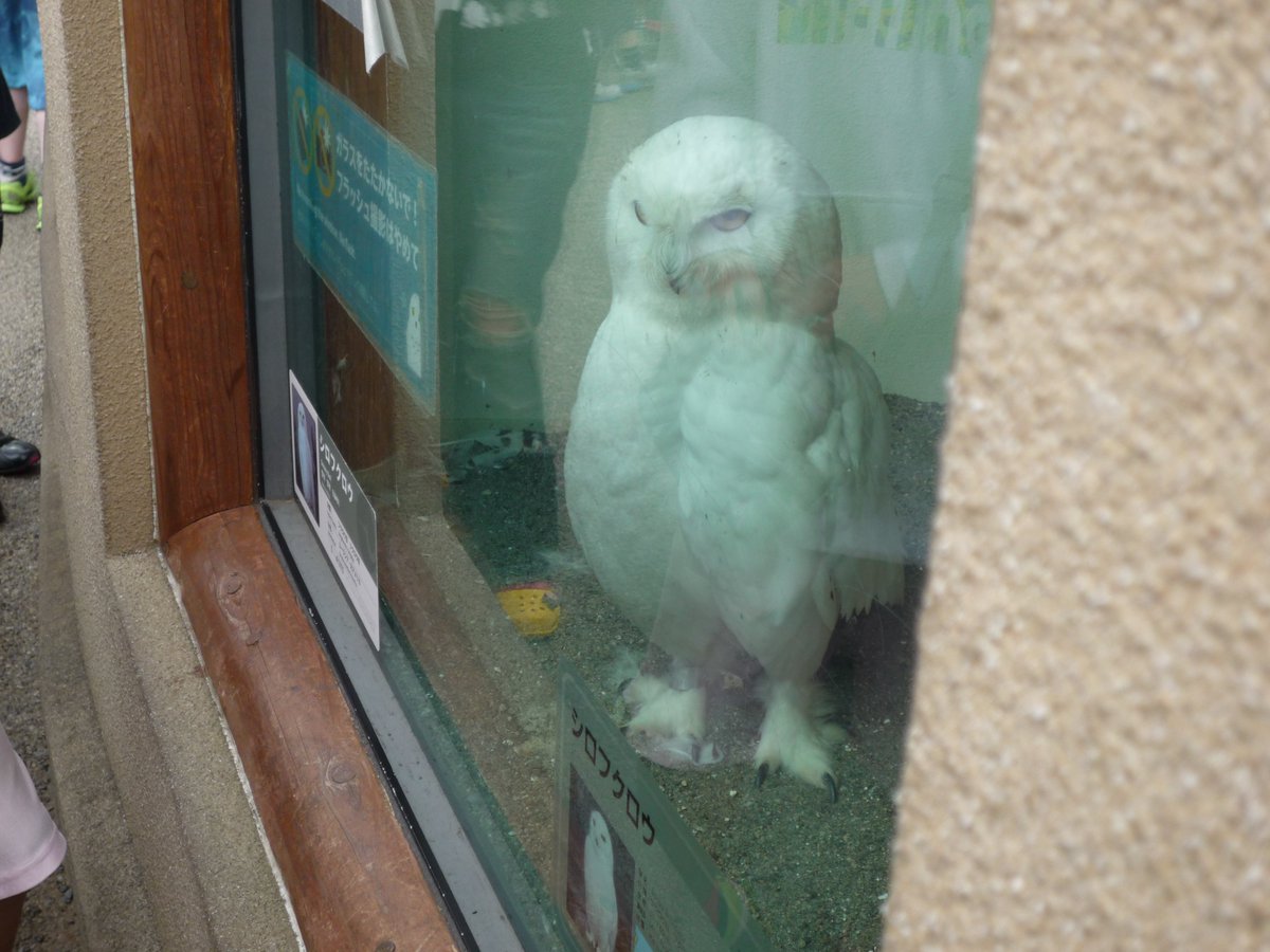 上野動物園 公式 在 Twitter 上 シロフクロウのオスは卵を温めているメスを守ろうとお客様 もちろん飼育係に対しても警備を強化しています 孵化までもう少しです がんばれ メスは切り株の裏に居るためお客様側から見えづらくなっております ご了承ください