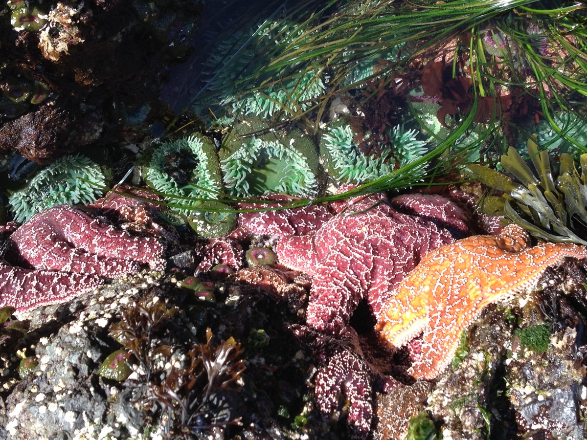 Jenna_Mac_'s tweet photo. Learning about seaweed, exploring beaches &amp;being in nature makes taking students on Outdoor Ed trips pretty amazing! https://t.co/0Jbi6GVaNV
