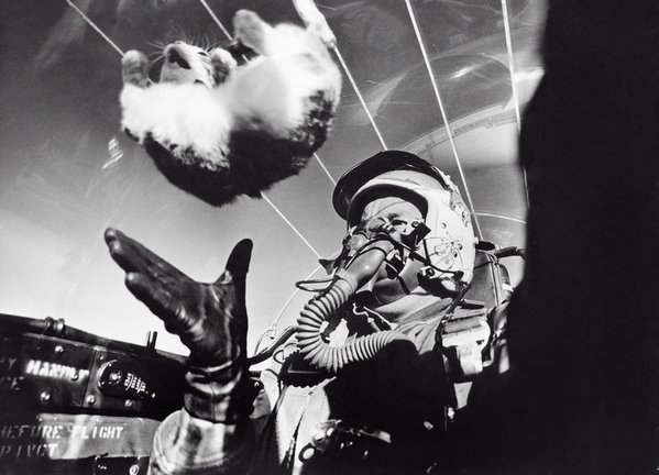 marsrader's tweet photo. Studying the effects of weightlessness on a cat at 25,000 ft, 1958. It makes them angry. https://t.co/XsFwLUhw8s