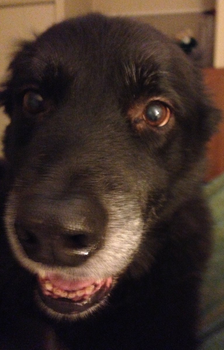 FollowDaFuzz's tweet photo. @OdunIshola @WendyWar123 #snarky ???? Hmmm...DaFuzz is so much more. We need good adjective. Peeps? https://t.co/xSJNsyVi8z