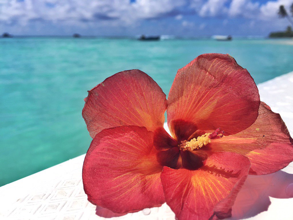 What a way to spend our babymoon! #Maldives #surftrip #waves