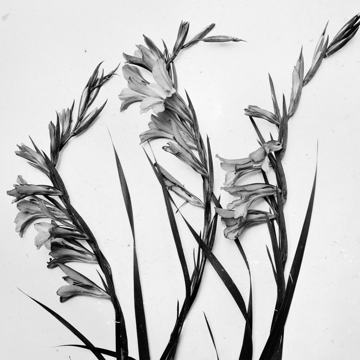 InvertedAudio's tweet photo. / / PREMIERE / / @Isorinne 'Closing Window To The East' #YerevanTapes #ambient #drone #noise https://t.co/sEA13J9MNb https://t.co/66tGoDdC2o