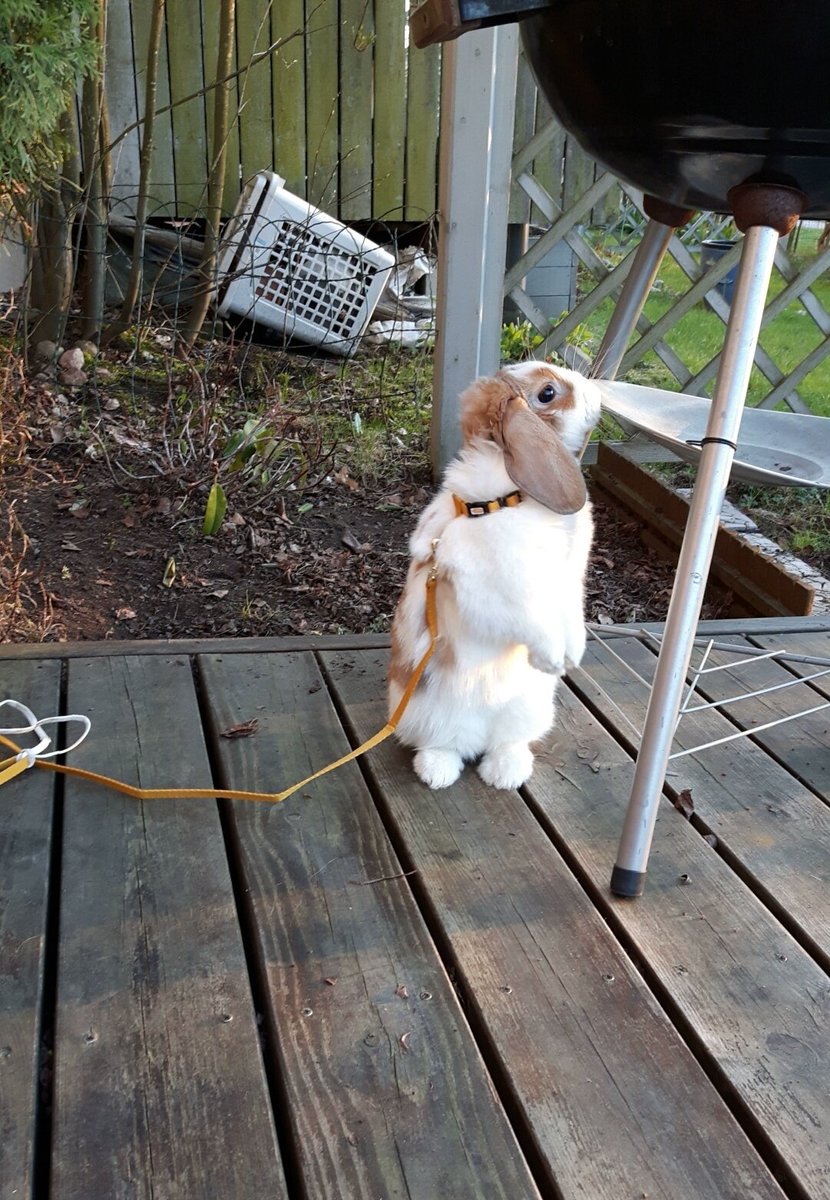 😊🌞🐰 #summer #BBQ