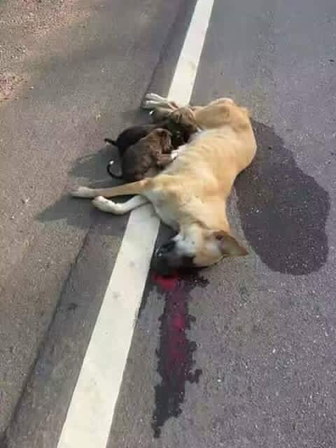 While driving respect animals like we respect humans. They are living beings too.