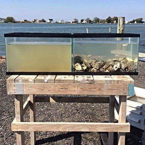 حوضين تم تعبئتهما بنفس المياه وبنفس الوقت ثم وضع المحار بأحدهما ويظهر جلياً قدرته الفائقة على تصفية وفلترة المياه !