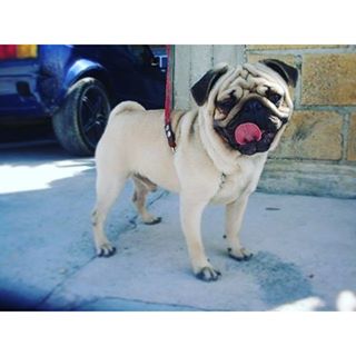 Joy_PhotoCam's tweet photo. Boss ❤
#Pug #ElMachote
#NovioDeMieisha
#YaQuieroNietos
#PorqueSemental https://t.co/JVVWhdlIed https://t.co/UhFvxlrC1M