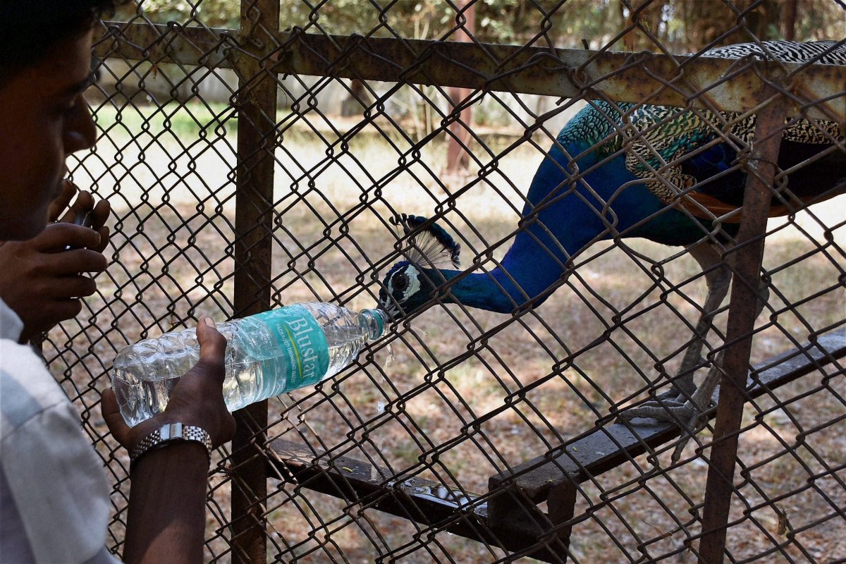 airnewsalerts's tweet photo. A man offers water to a #Peacock at Zoo in Surat. https://t.co/rwhezD3Tuz