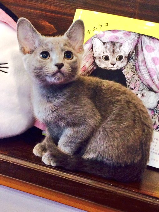 猫カフェジュエリーのtwitterイラスト検索結果 古い順