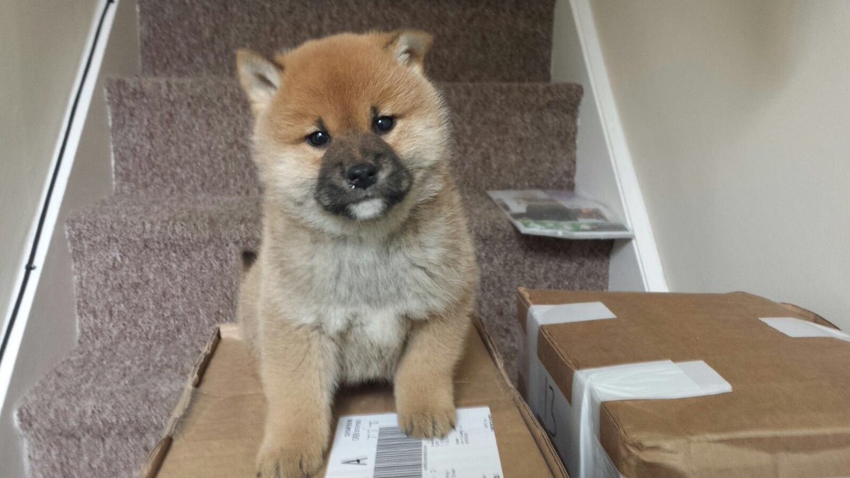 TrunkTop's tweet image. After the stressful opening of my new shop, it's time to get this guy! #Brighton #shiba #clothing #tshirts #trunktop
