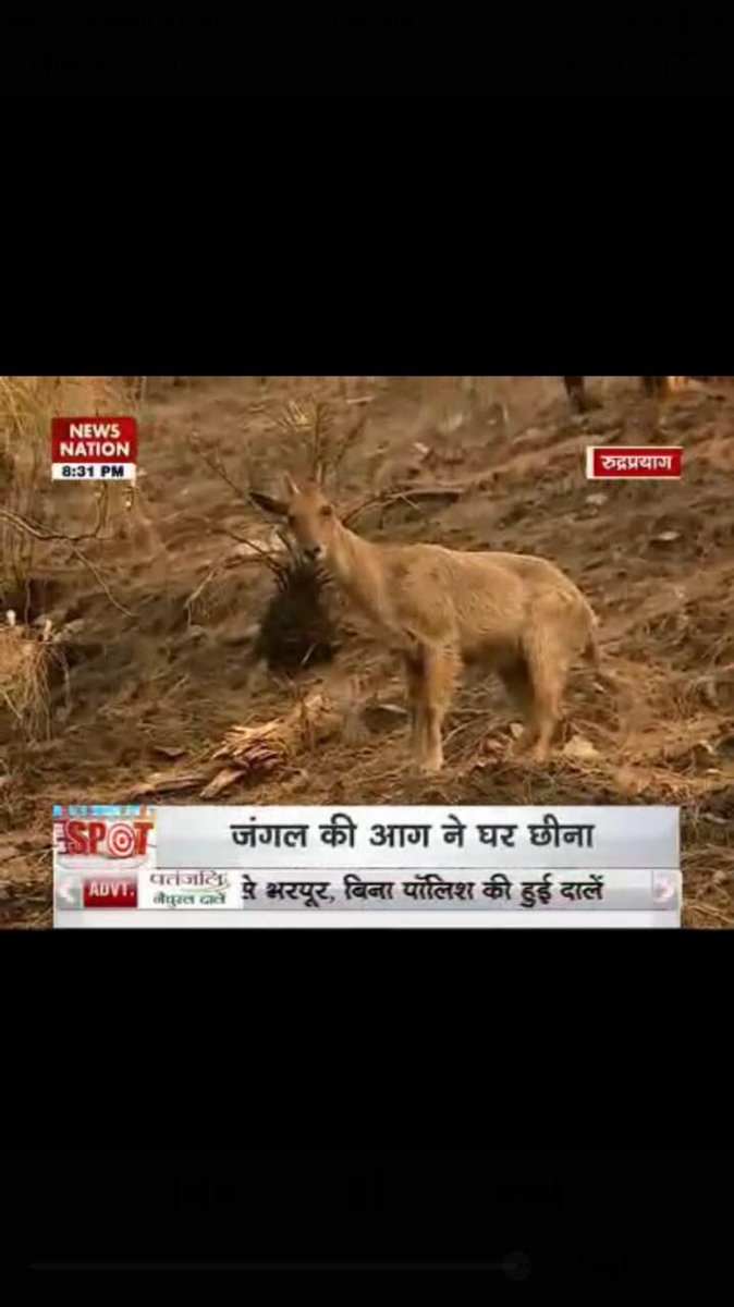 aas0024's tweet photo. #Uttarakhand #fires #UttarakhandForestFire  Innocent animals are dying due to these man-made fires and nobody cares? https://t.co/9nHayVUy5m