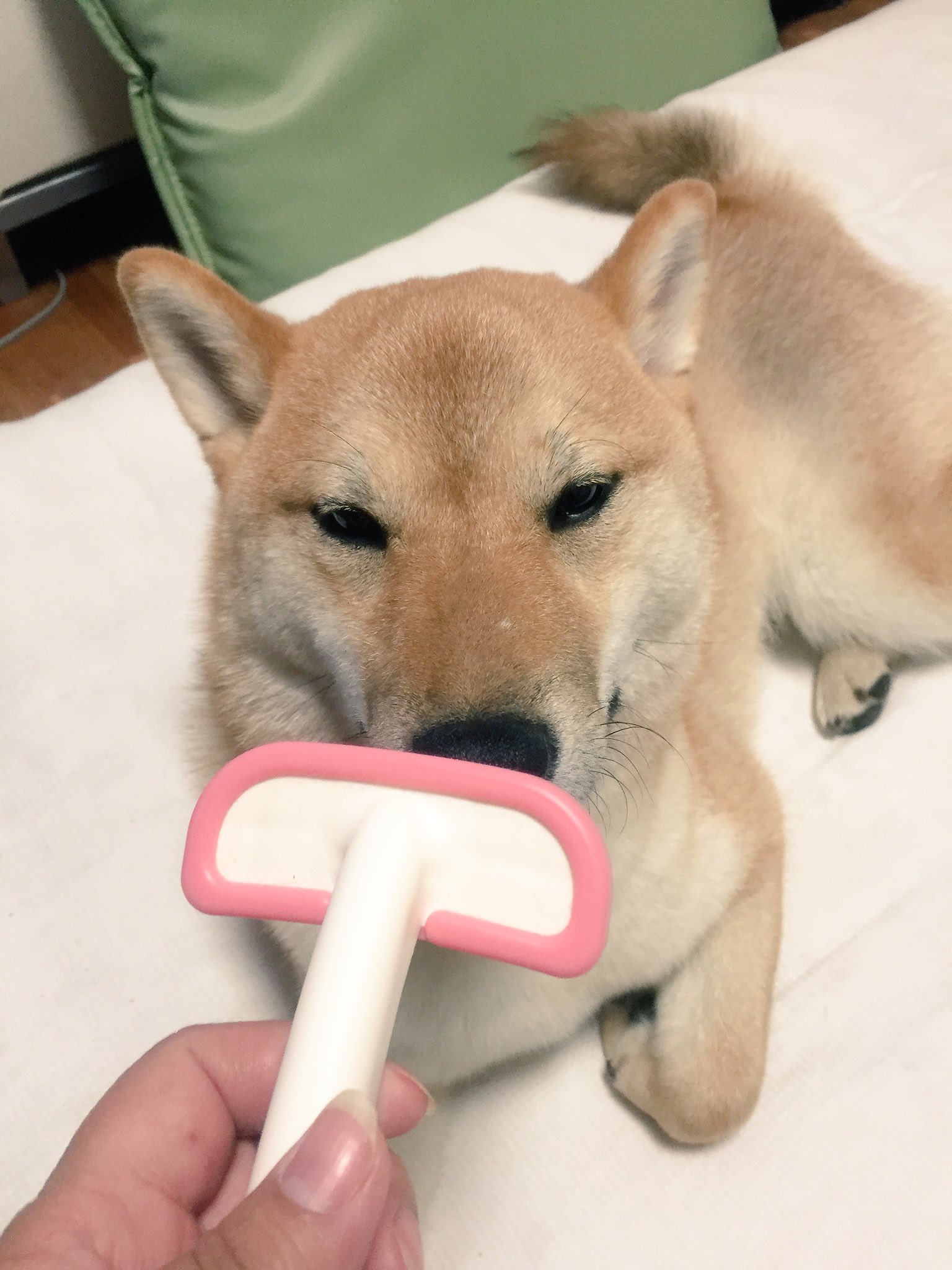 柴犬ロコ ビーボンのラバーブラシは最近使い始めたけど かなりいいかも 皮膚を傷つけないし マッサージにもなるし 他のラバーブラシよりも毛がとれる 何よりブラッシングあまり好きじゃないロコも嫌がらない 擦り減るから2個買い
