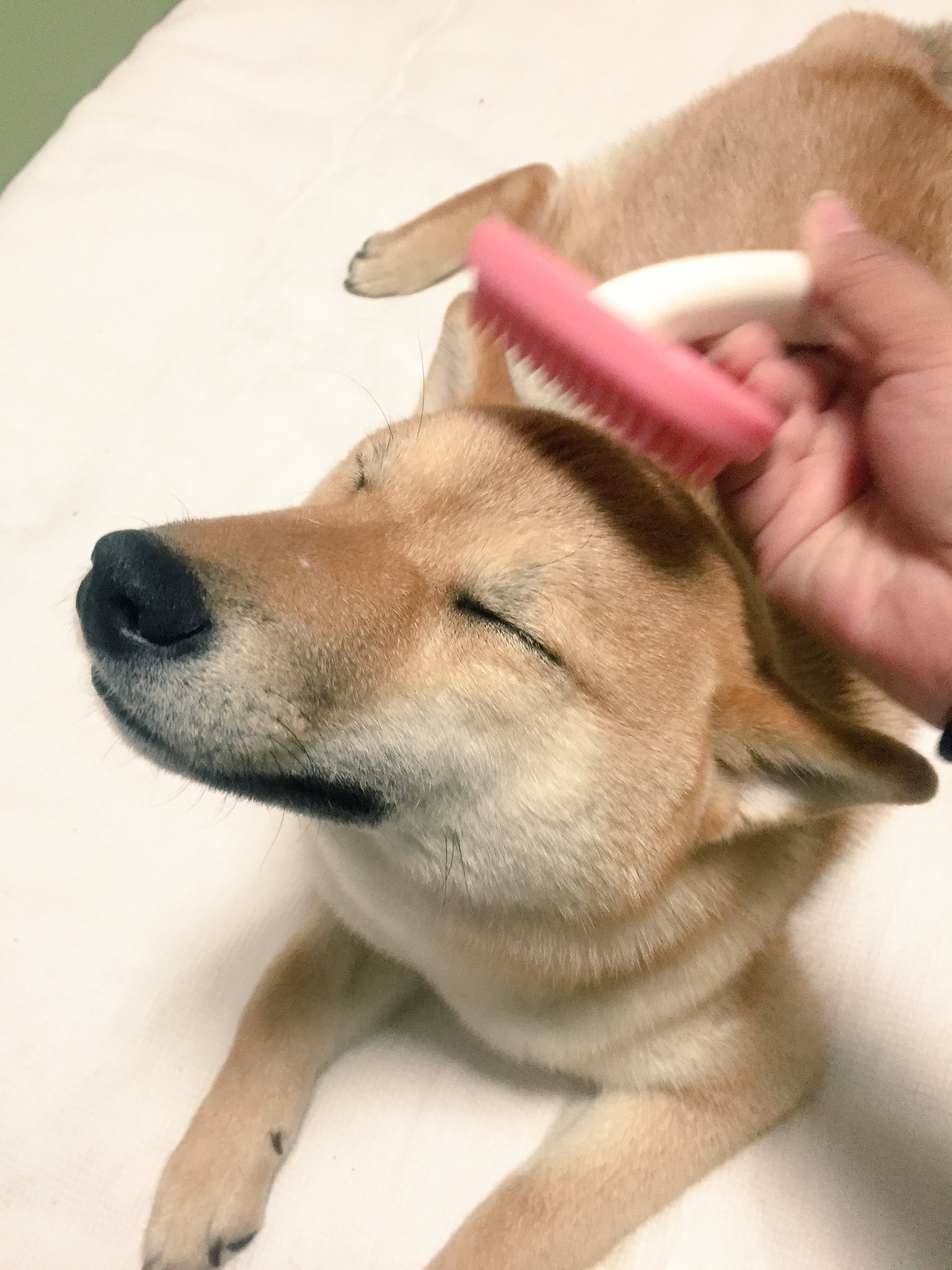 柴犬ロコ ビーボンのラバーブラシは最近使い始めたけど かなりいいかも 皮膚を傷つけないし マッサージにもなるし 他のラバーブラシよりも毛がとれる 何よりブラッシングあまり好きじゃないロコも嫌がらない 擦り減るから2個買い