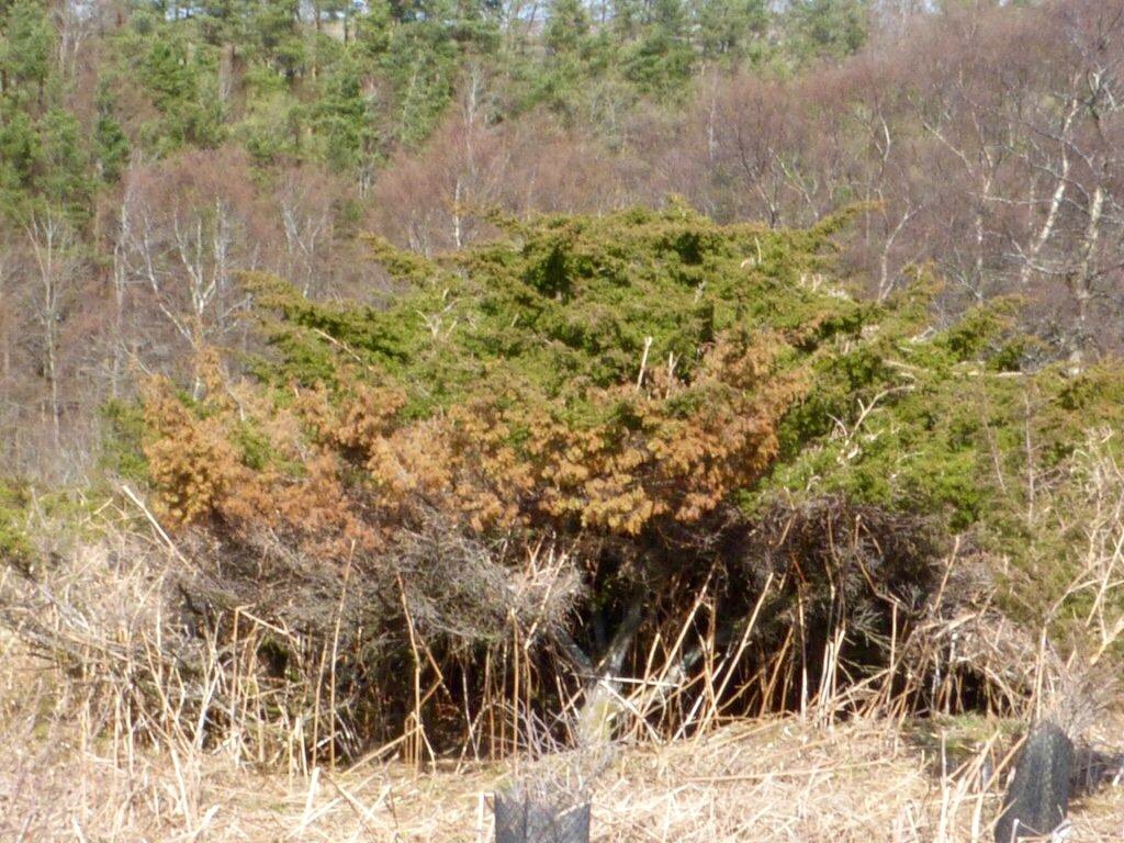 MoorHouseNNR's tweet photo. This is the disease killing our junipers. Pls use boot cleaning stations #Holwick #HighForce to help avoid spread. https://t.co/vV1LJZxfAk