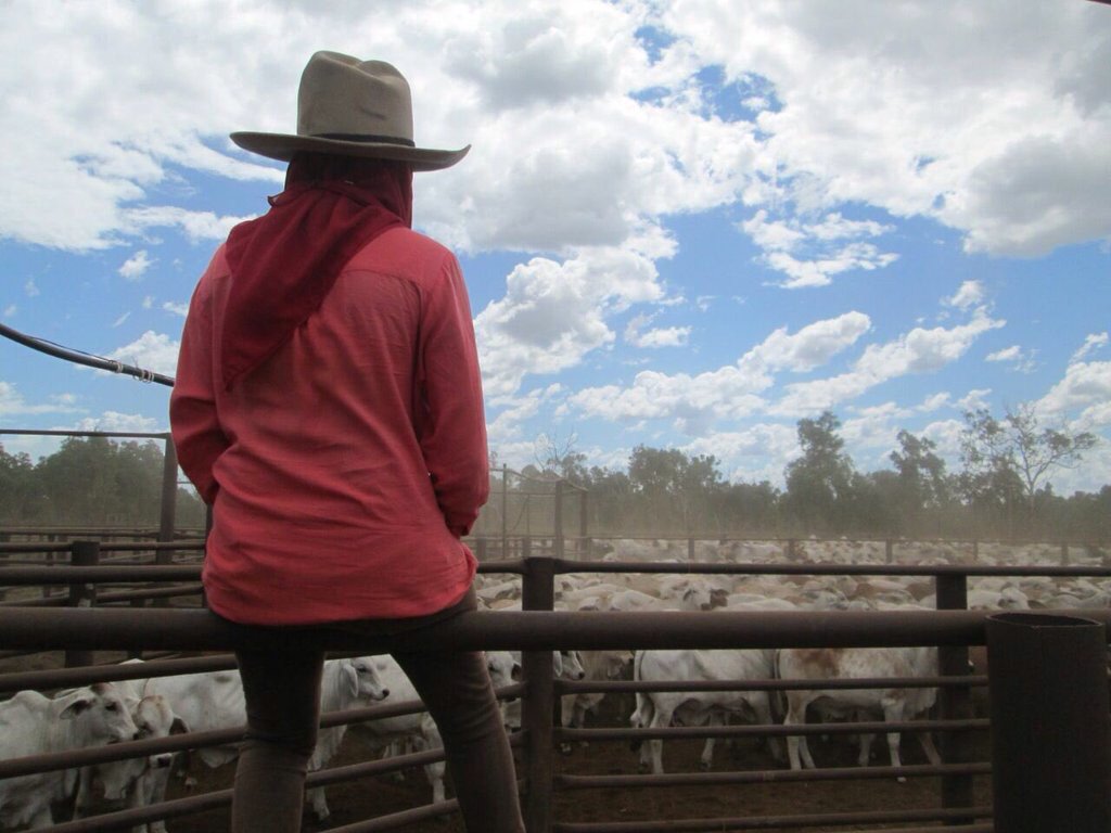 NTCattlemen's tweet photo. There’s no better school for learning about animal behaviour &amp; stockmanship than a Territory stockcamp! #NIAPP https://t.co/1kloI99DCW