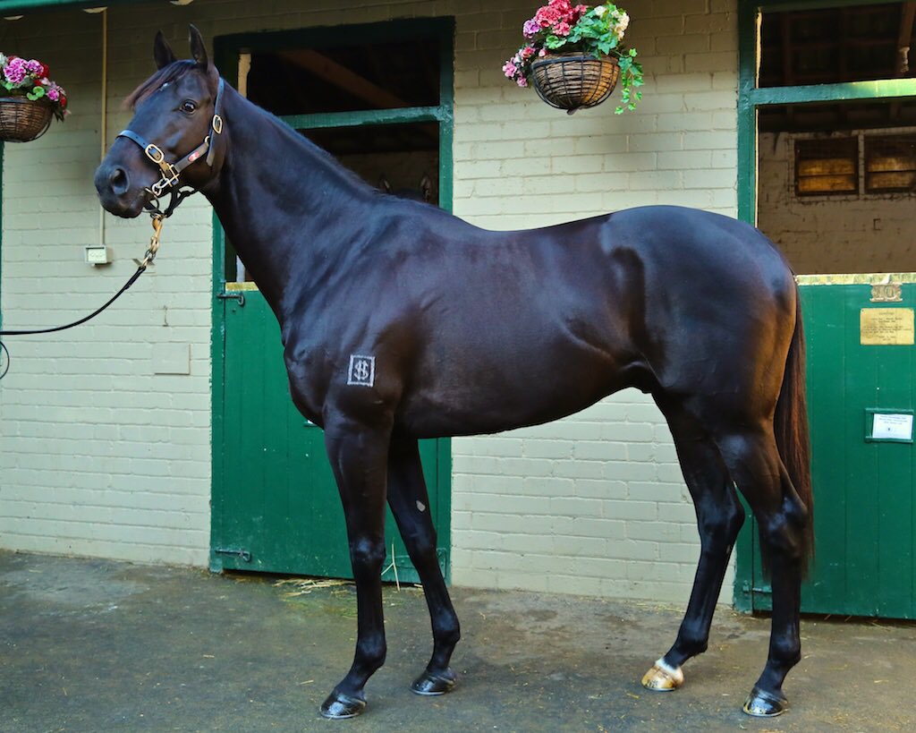 Excess Knowledge return's to the track <a href="/GCTurfClub/">Gold Coast Turf Club</a> SAT to contest G2 Hollindale Stks in prep for the Doomben Cup 💪🏼