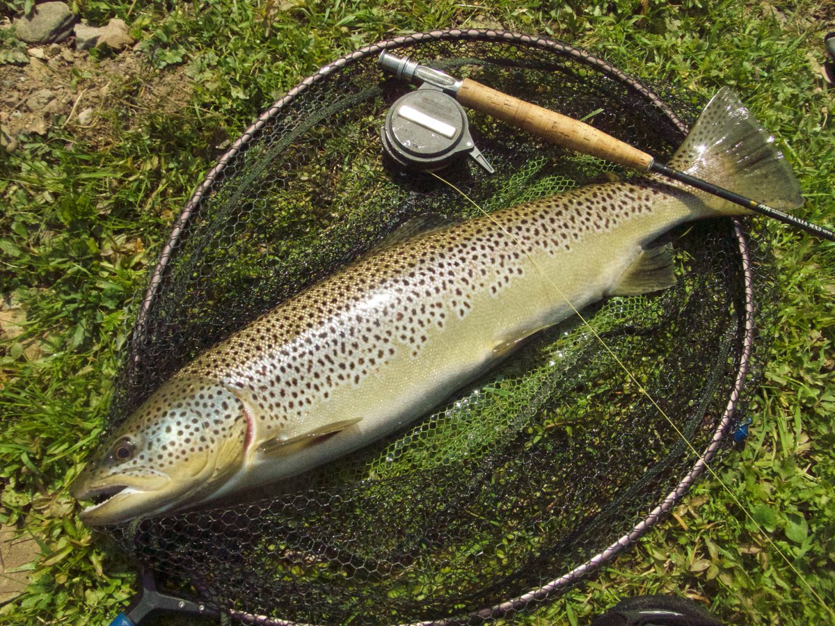 DalesAngler's tweet photo. Thanks to @MaxiaRods for the perfect short line nymphing rod for monster river trout like this. https://t.co/Q5vE5HwATp