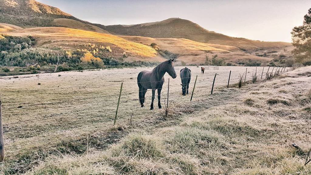 JustinLeePhotos's tweet photo. Early morning walk in the fields before breakfast at the Bend Country House and Nature Estate. #pony #horse #paddoc… https://t.co/UnuM8YAvGa