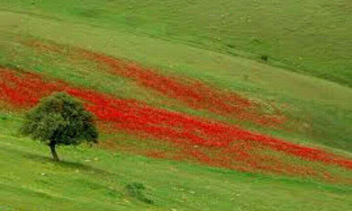 tinsoldier22's tweet photo. 💞💓#الشتر #ایران_من
#iran #kahman #lorestan https://t.co/S89Y66eNsG