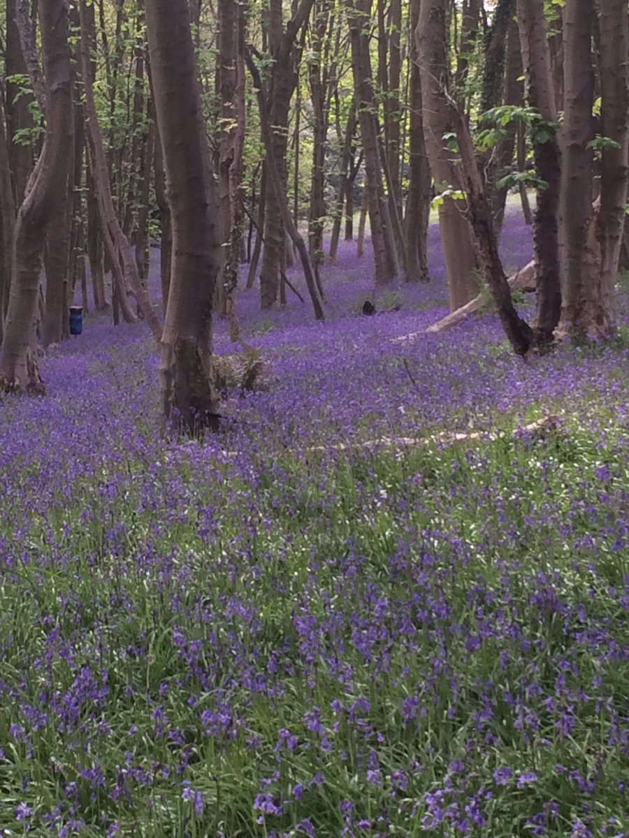 BristolCPS's tweet photo. Take part in the #Bluebell walk for #Children's Hospice South West on #15th May.  #CPS for your #flyers https://t.co/DfqeWsAQSu