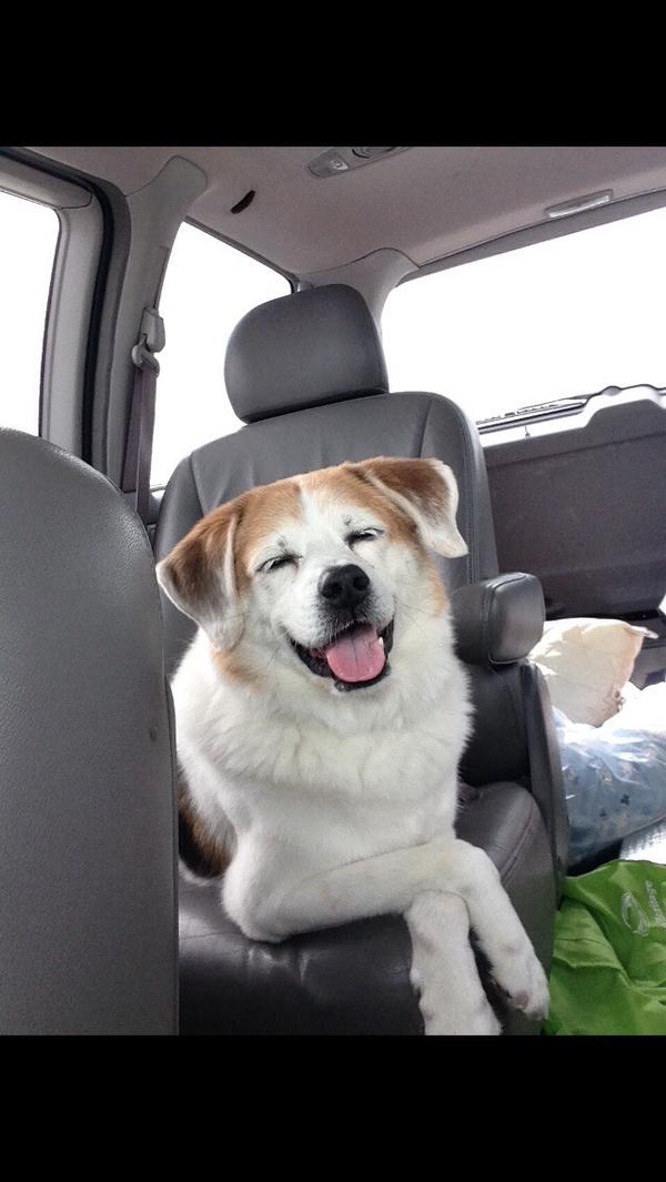 PuppySource's tweet photo. My friends dog is so friggin happy https://t.co/cuZ3aFREHy