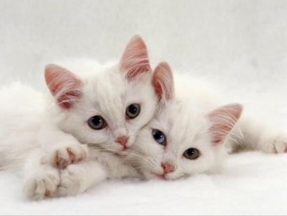 Awesome Cats tweet media