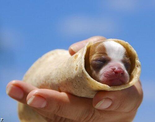 TrendyCreatures's tweet image. It's a puppy taco!