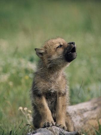 An adorable wolf pup practising its howl! Lovely!